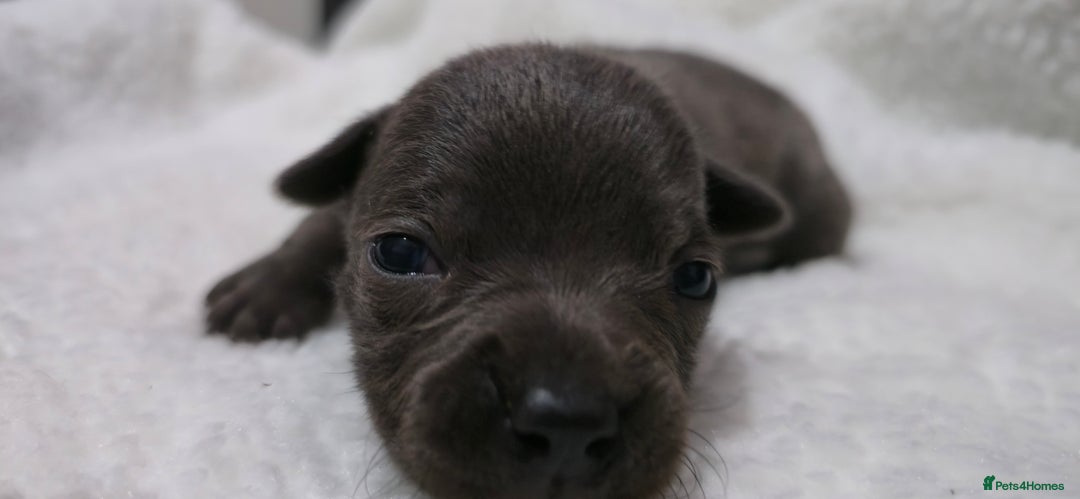 Staffordshire Bull Terrier dogs for sale:  Blue Staffy puppies for sale KC REGISTERED  - Image 20