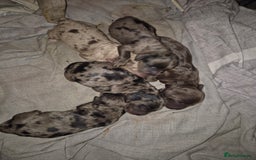 Cocker Spaniel dogs for stud: Merle Cocker stud in Shildon - Image 15