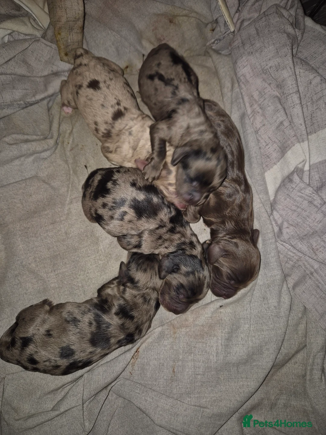 Cocker Spaniel dogs for stud: Merle Cocker stud in Shildon - Advert 17