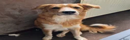 Mixed Breed dogs for sale: Border Collie x Welsh Sheep Dog for sale in Wrexham - Advert 3