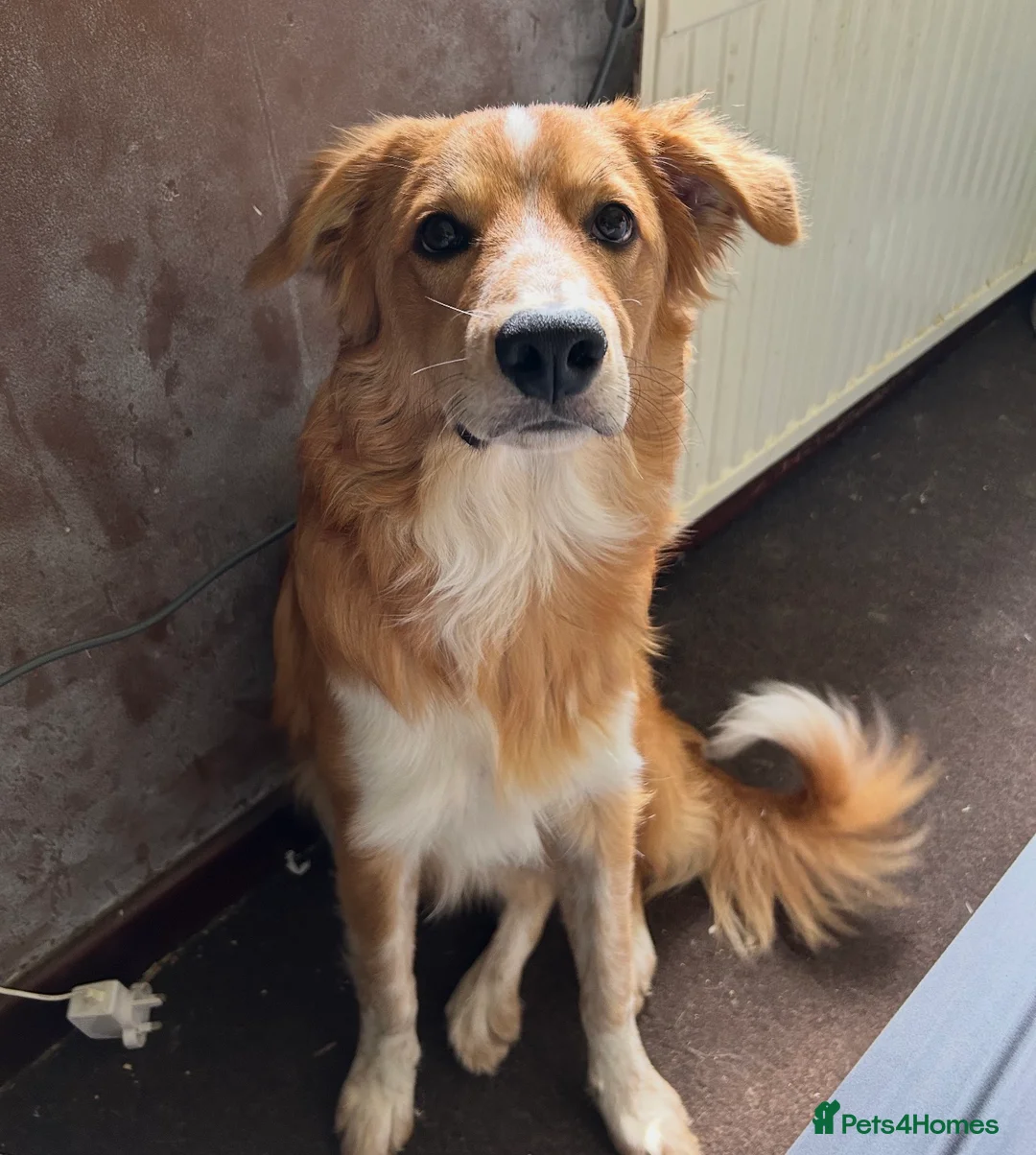 Mixed Breed dogs for sale: Border Collie x Welsh Sheep Dog for sale in Wrexham - Advert 3