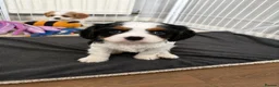 Cavalier King Charles Spaniel dogs for sale: DNA Tested Cavalier King Charles Puppy Bleinham - Advert 13