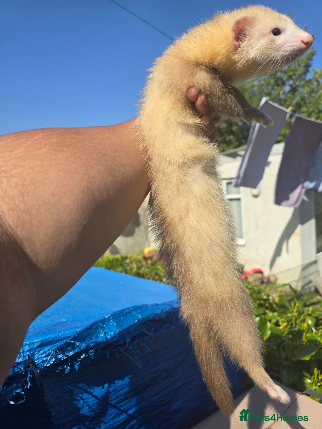 Ferret rodents for sale: Stunning ferret for sale - Advert 4