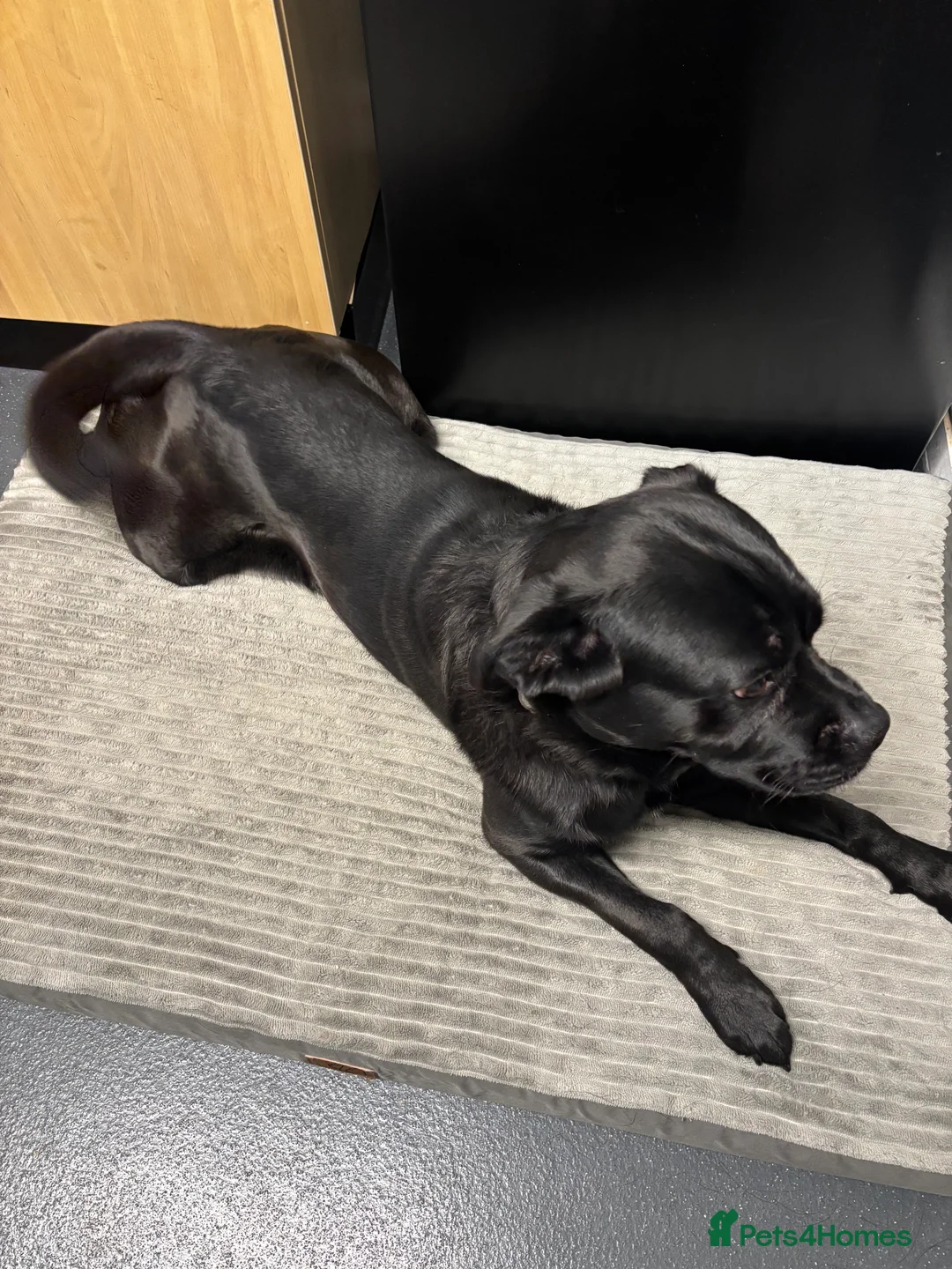 Mixed Breed dogs for sale: Bruno the shug - Advert 3