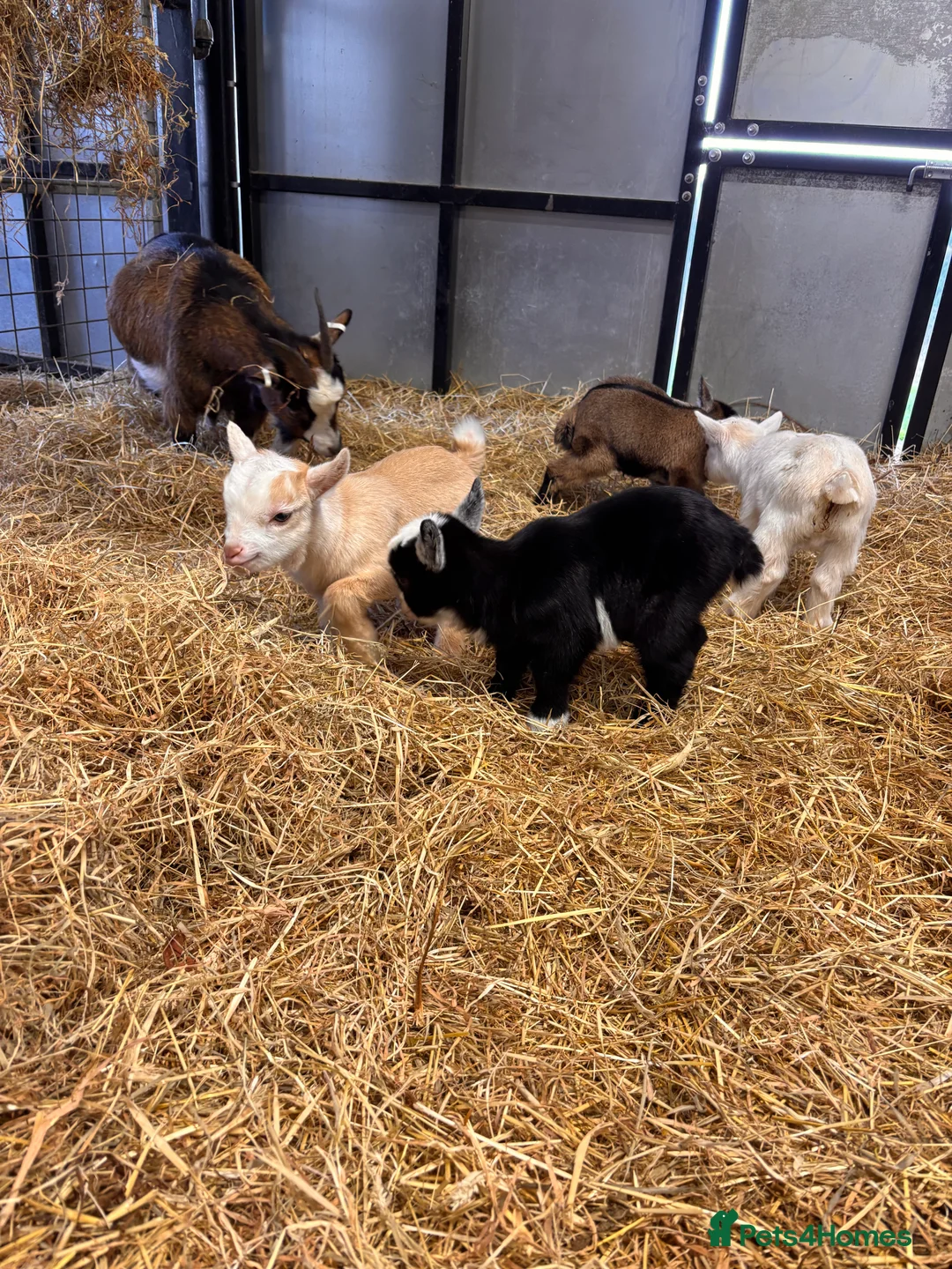Goats livestock for sale: Gorgeous Pygmy Goats - Ready from mid April  - Advert 8