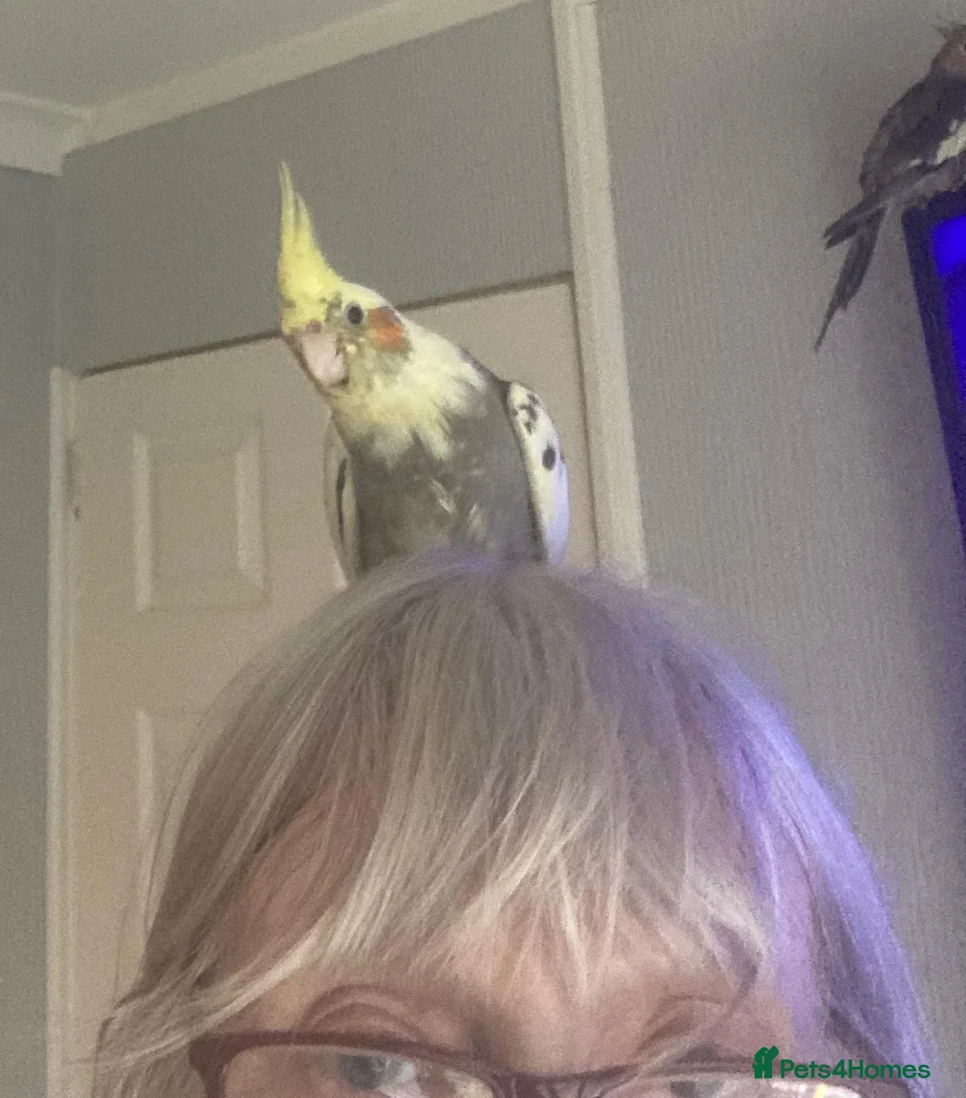 Cockatiels birds for sale: Hand reared and tamed baby cockatiels  - Advert 2