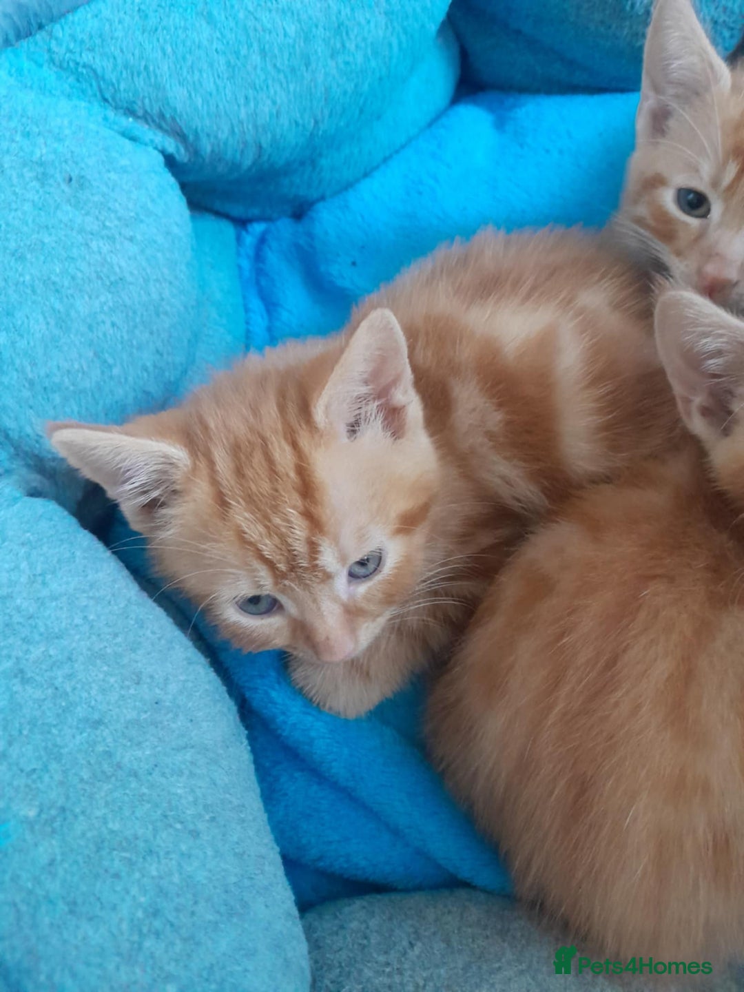 British Shorthair cats for sale: Beautiful kittens  - Image 3