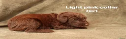 Labradoodle dogs for sale: Labradoodles Miniature/Midi Puppies Muliti Gen  - Advert 16