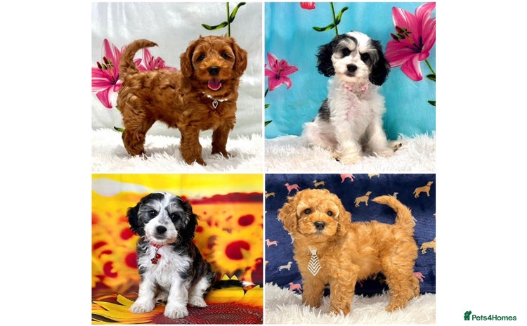 Cockapoo dogs - Advert 1