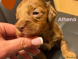 Cockapoo dogs Exceptional health tested American Cockapoos - Advert 5