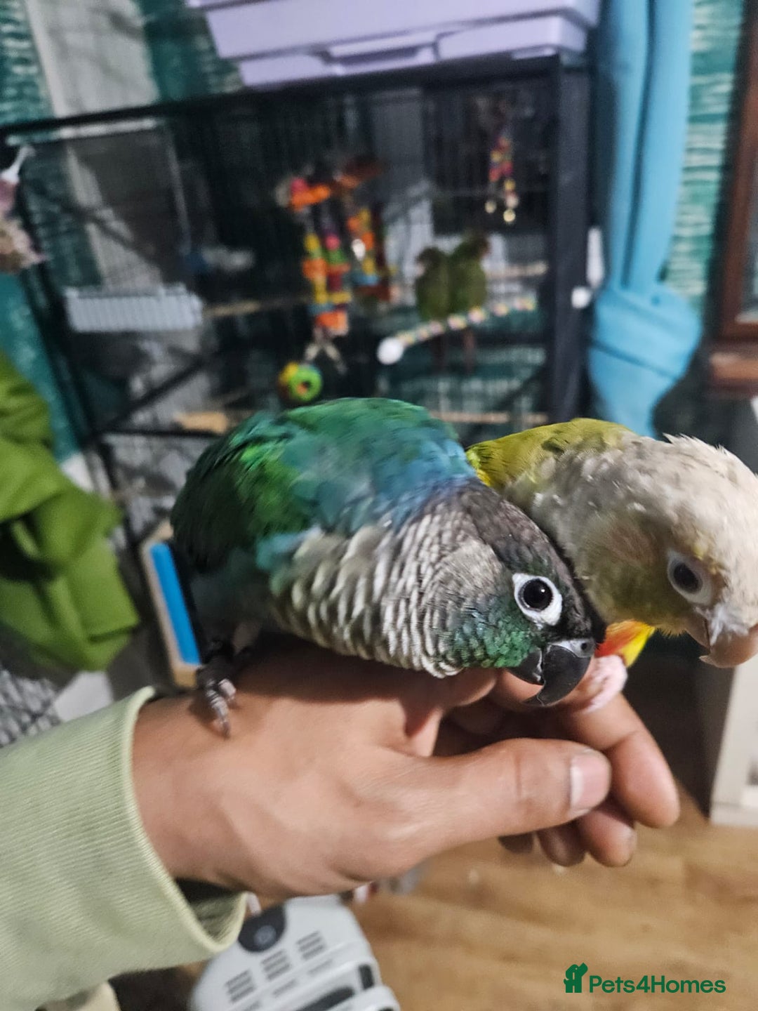 Conures birds for sale: Tame Male & Female Pineapple Conures - Image 2