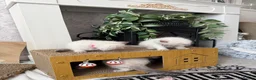 Ragdoll cats for sale: ✨Ragdoll Kittens for Sale - Advert 4