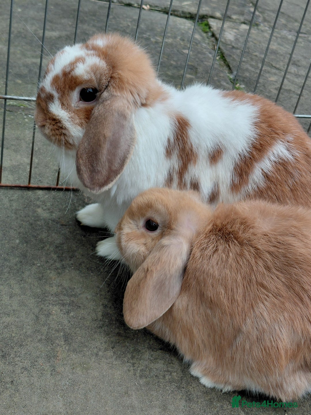 Mini Lop rabbits for sale: Mini Lop babies. All boys.  - Advert 5