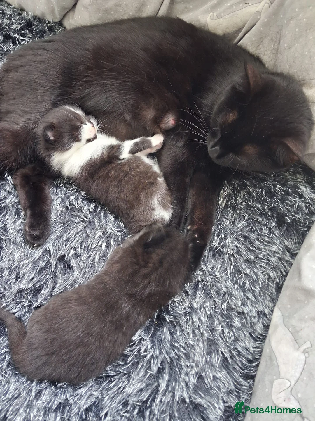 Mixed Breed cats for sale: Kitten for sale in Glenrothes - Advert 2