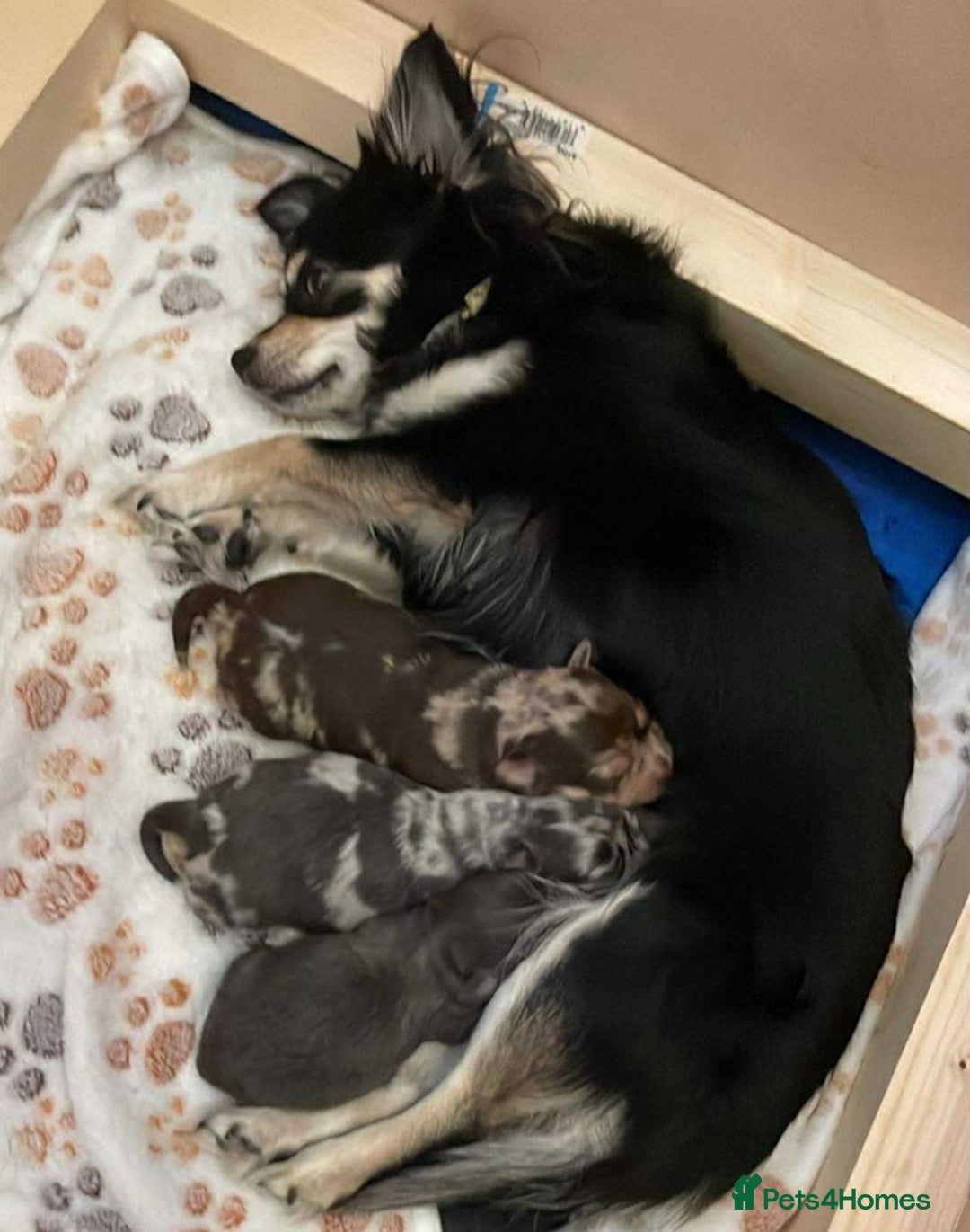 Chihuahua dogs for sale: Long Coated Merle Chihuahua Puppies - Image 4