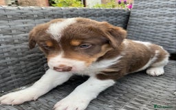 Welsh Collie dogs for sale: Welsh Collie Puppies  - Image 5