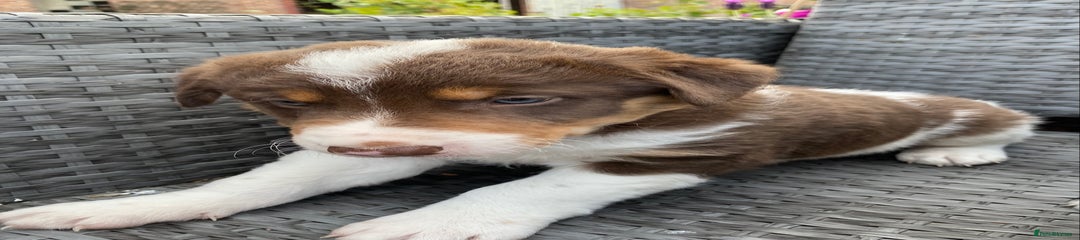 Welsh Collie Puppy 2