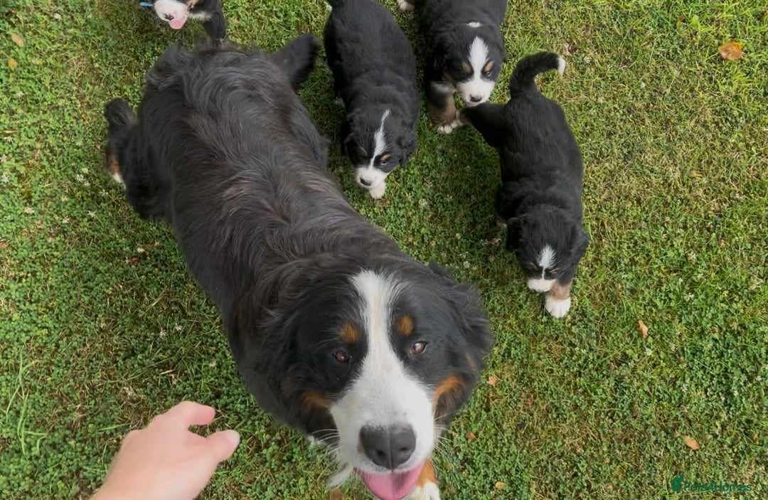 Bernese Mountain Dog dogs for sale: KC Reg Bernese Mountain Dog Puppies - Image 18