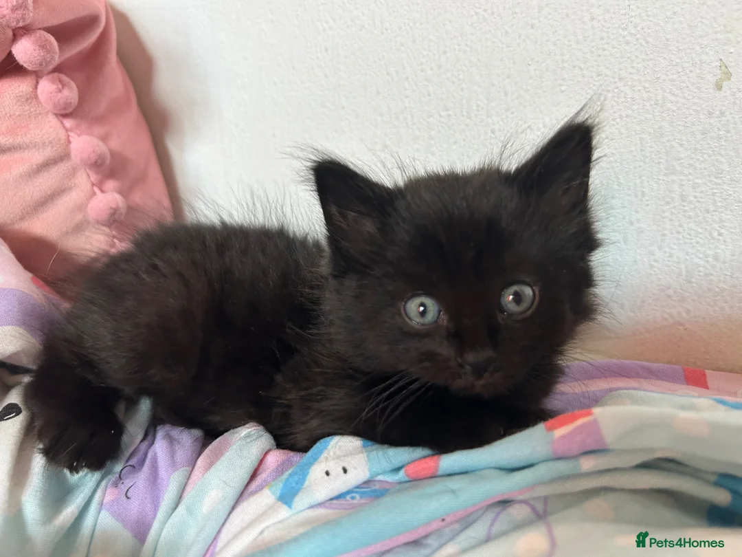 Mixed Breed cats for sale: Mixed Turkish Van Kittens  in Bristol - Advert 9