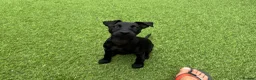 Patterdale Terrier dogs for sale: Frankie in Wallasey - Advert 3