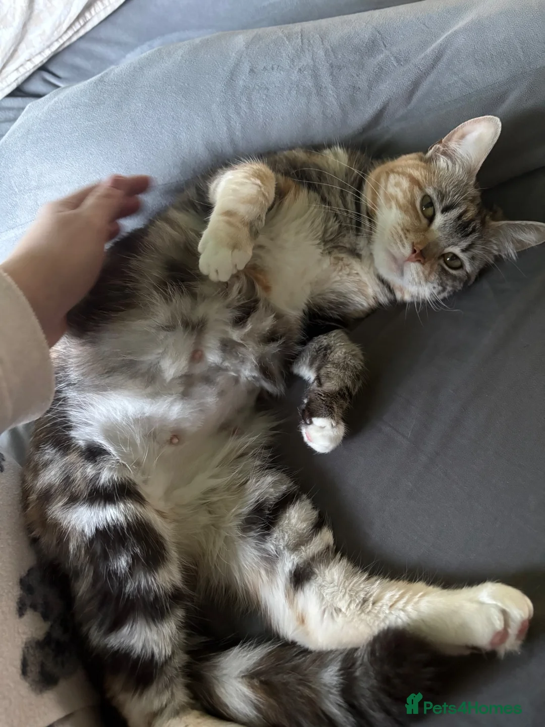 British Shorthair cats for sale: 5 Gorgeous BSH x Scottish Straight Kittens - Advert 2