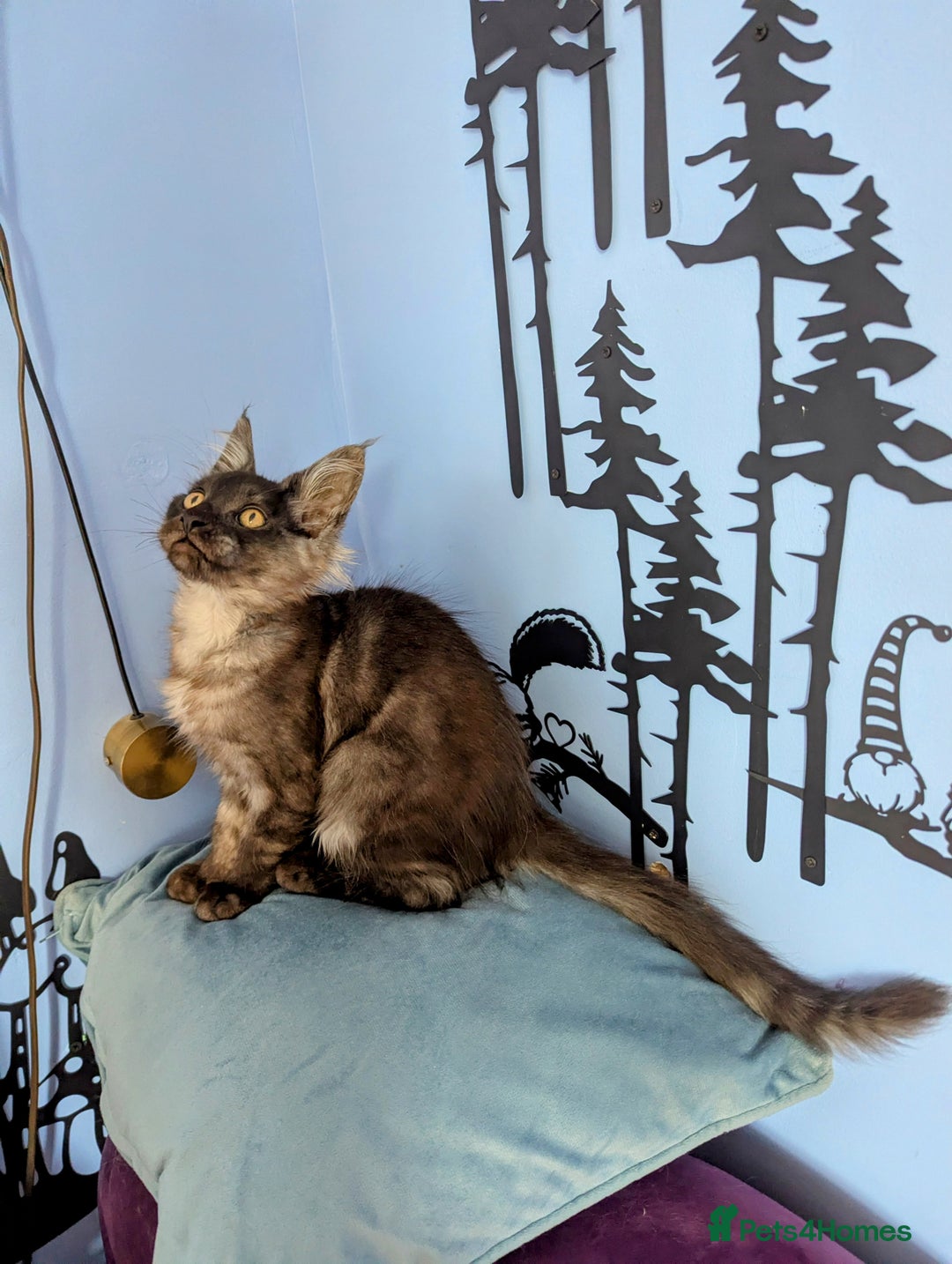 Maine Coon cats for sale: Beautiful Pedigree Maine Coon Kittens  - Image 14