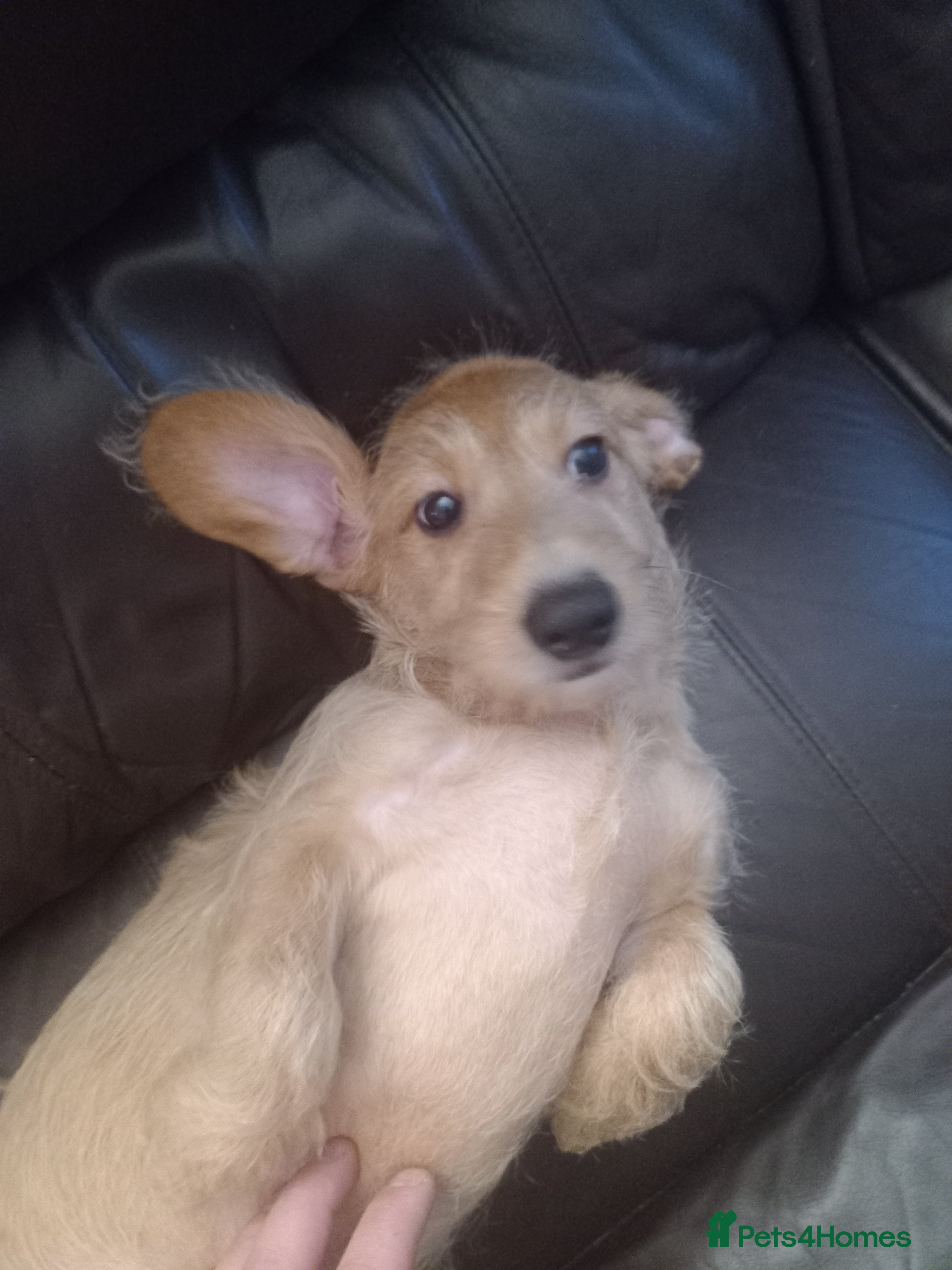 Doxiepoo dogs Doxipoo  - Advert 4