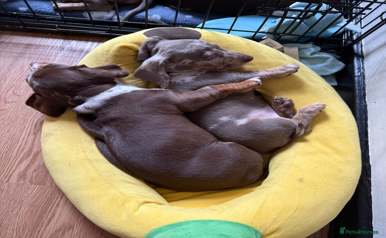 Miniature Dachshund dogs - Advert 1