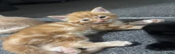 Mixed Breed cats for sale: ‼️READY NOW‼️ - Advert 7