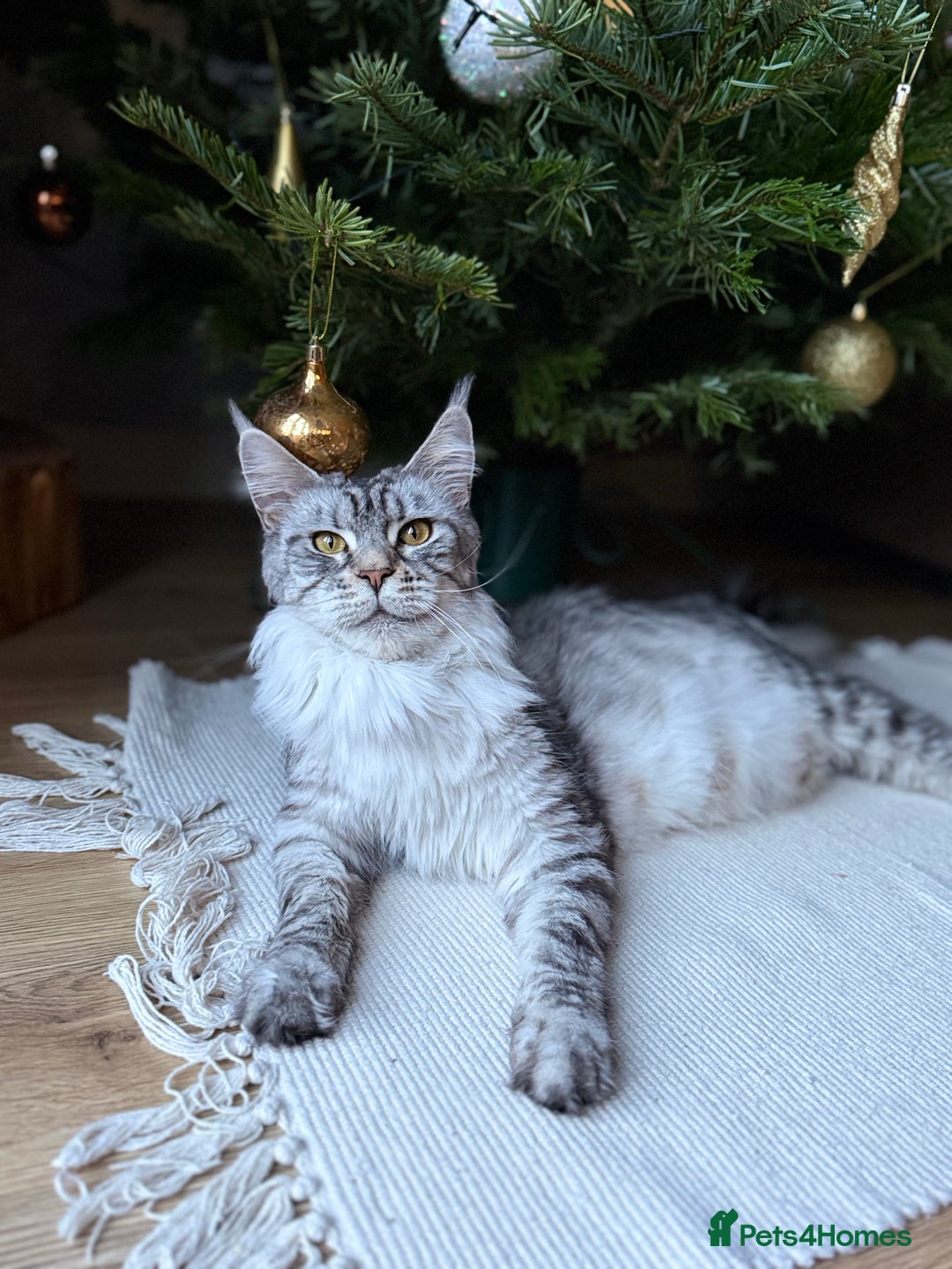 Maine Coon cats for sale: TICA registered Maine Coon kittens - Advert 7