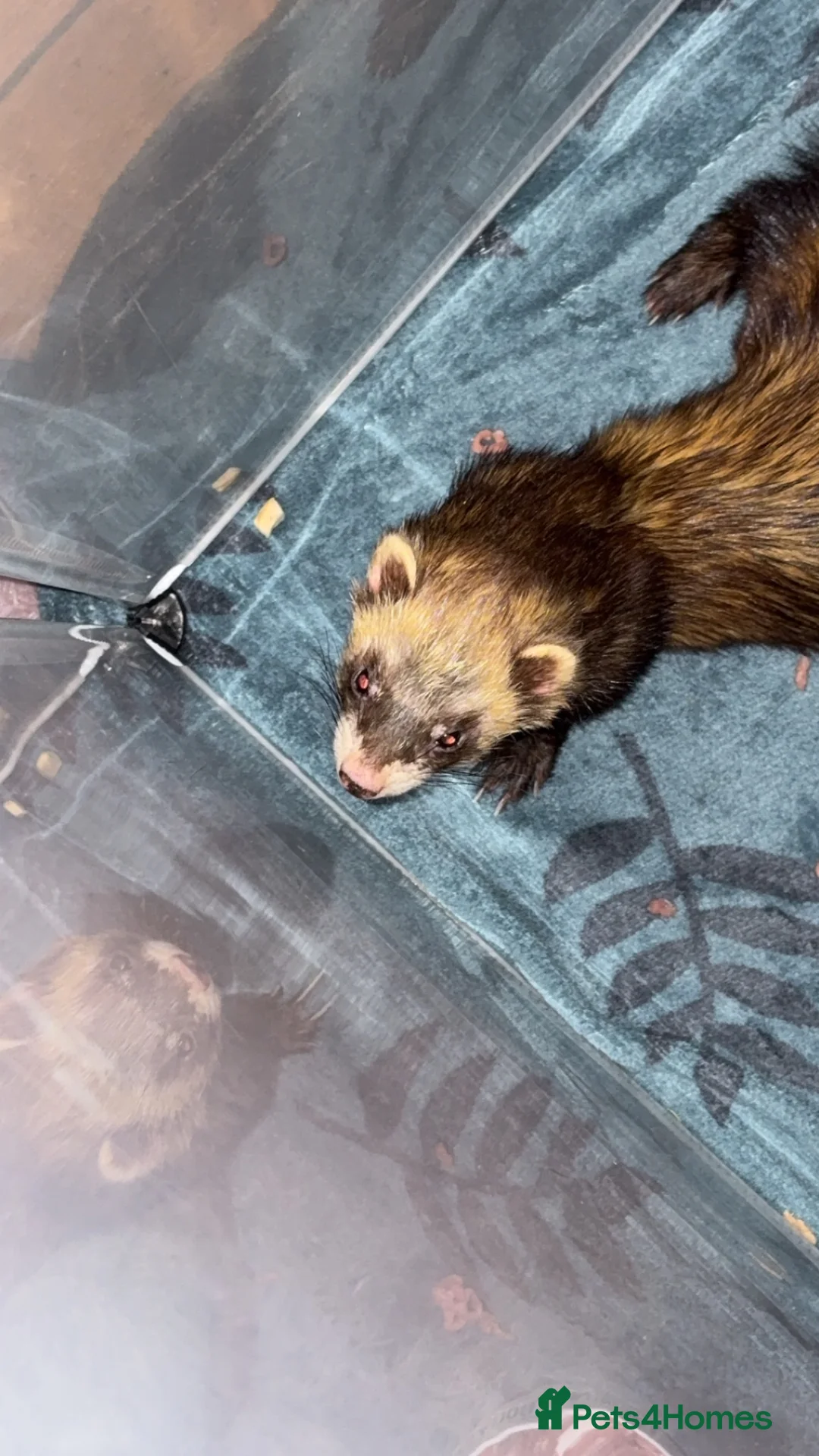 Ferret rodents for sale: Male friendly ferret  - Advert 4