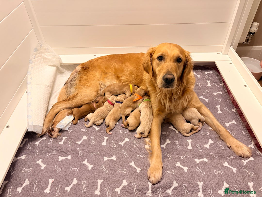 Golden Retriever dogs for sale: Golden Retriever Puppies  - Advert 3