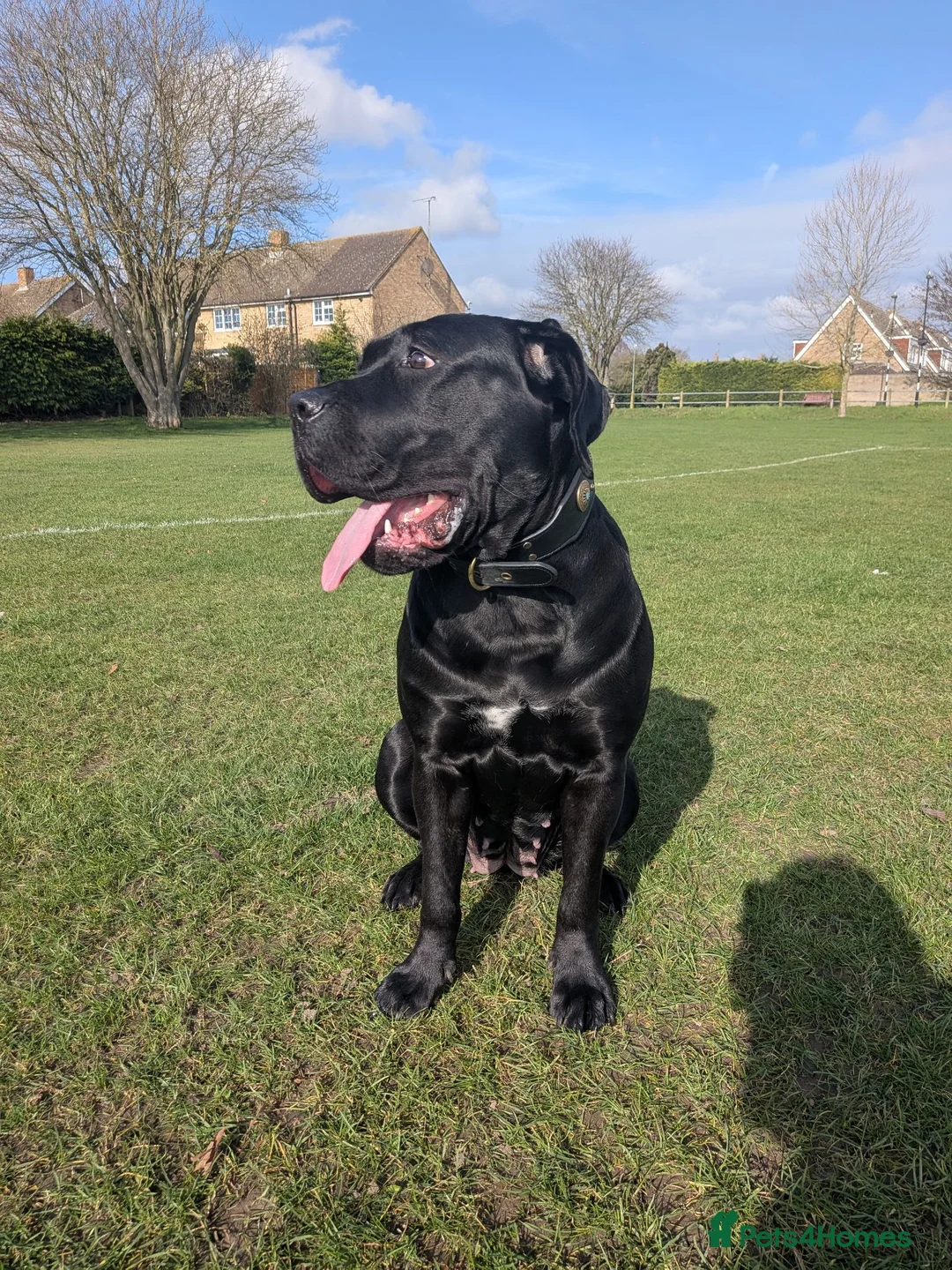 Mixed Breed dogs for stud: Mercy for rehoming  in Cambridge - Advert 2