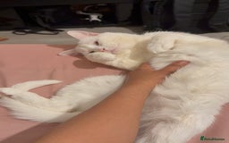 Turkish Angora cats for sale: Meet Niko  White Turkish Angora Very Affectionate  - Image 8