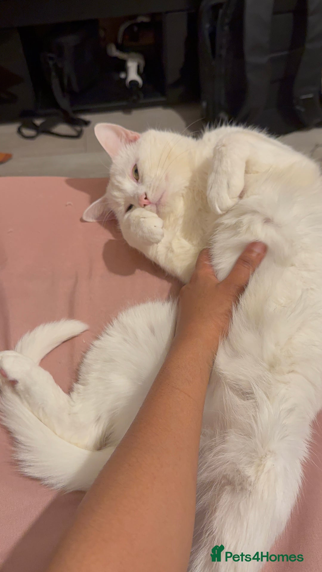 Turkish Angora cats for sale: Meet Niko  White Turkish Angora Very Affectionate  - Image 8