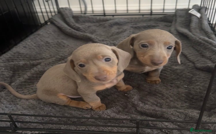 Miniature Dachshund dogs - Advert 16