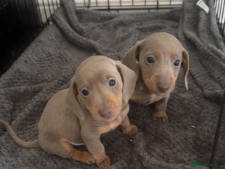 Miniature Dachshund dogs for sale: Miniature dachshunds - Advert 1
