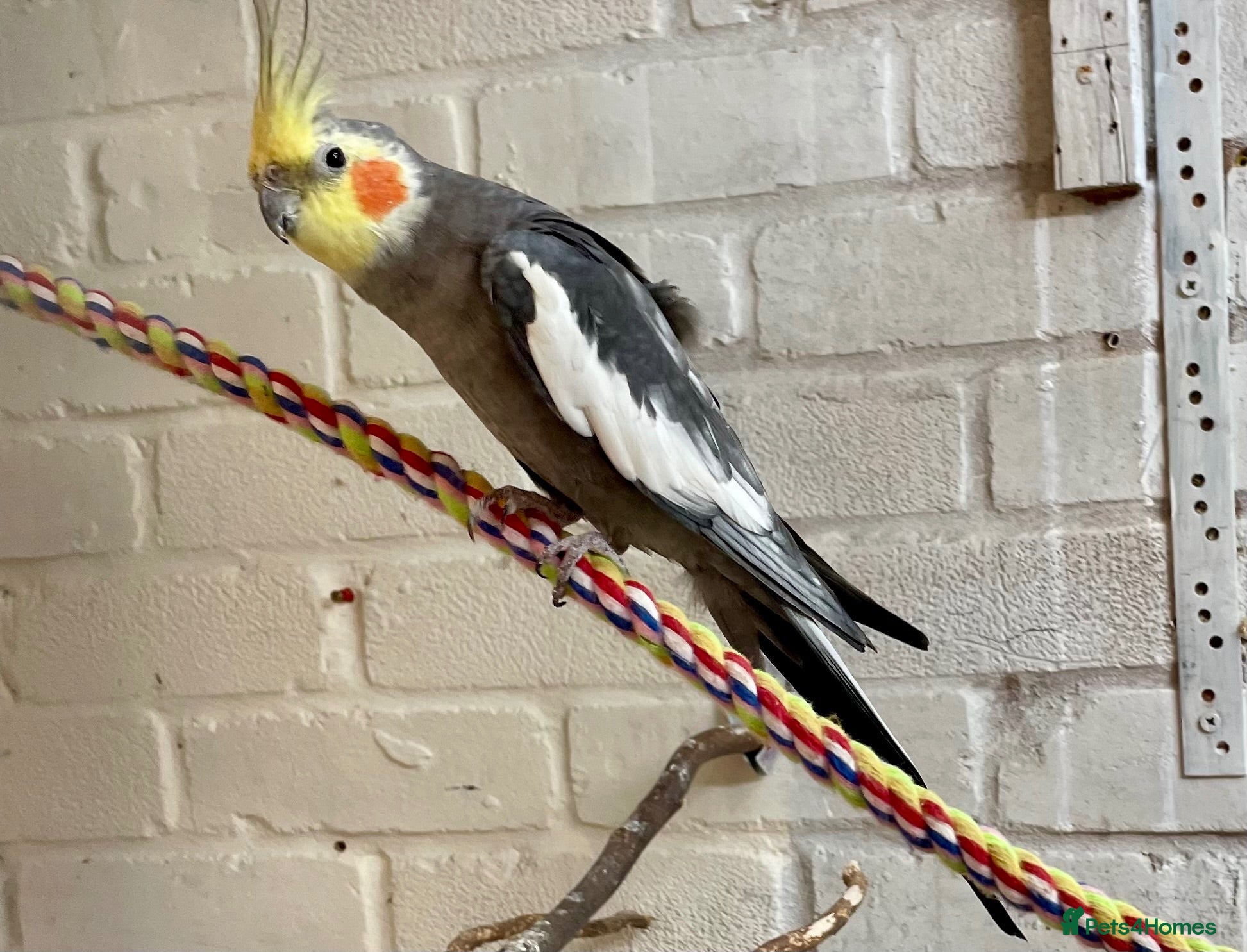 Cockatiels birds Very cute male cockatiel - Advert 7