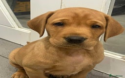Labrador Retriever dogs for sale: Exceptional breed Labradors - Image 2
