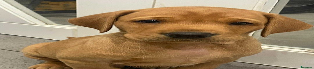 Labrador Retriever Puppy 1