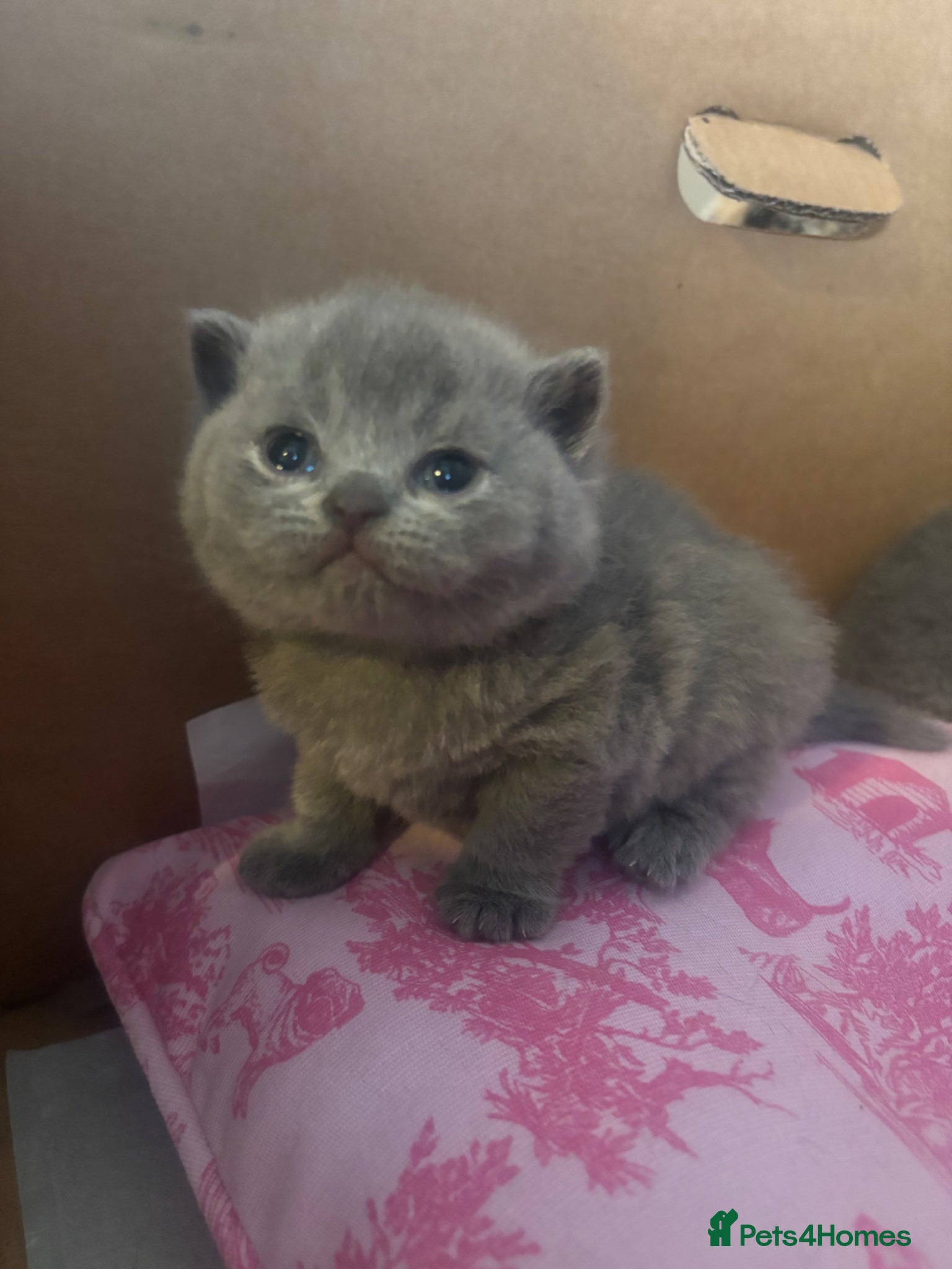 British Shorthair cats British blue shorthair kittens ready 20th June  - Advert 18