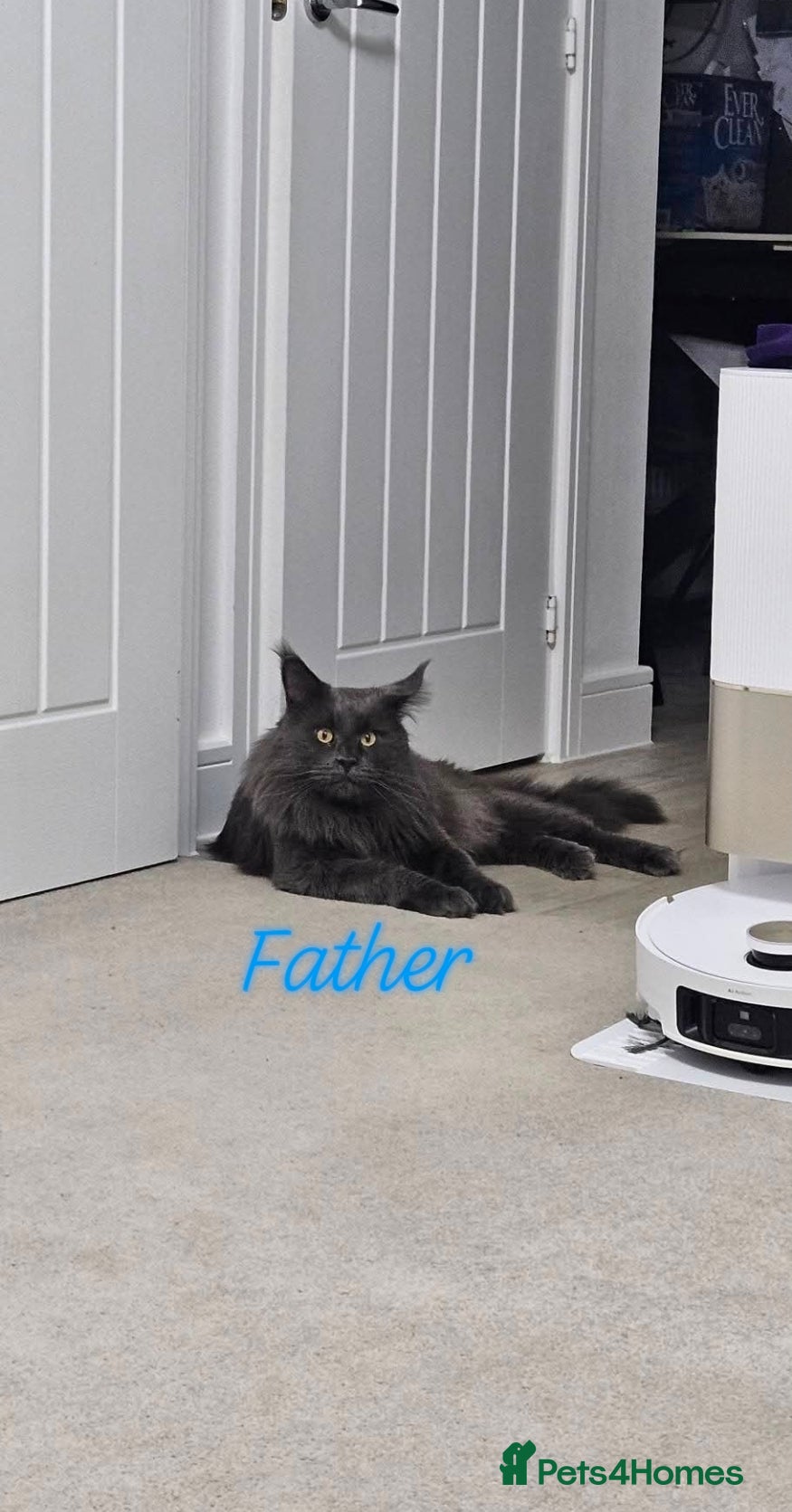 Maine Coon cats Giant Maine Coon  - Advert 2