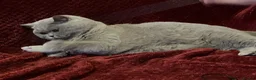 British Shorthair cats for sale: 🏆 Beautiful GCCF BSH Grace Retired Queen (Blue)🐈 - Advert 18