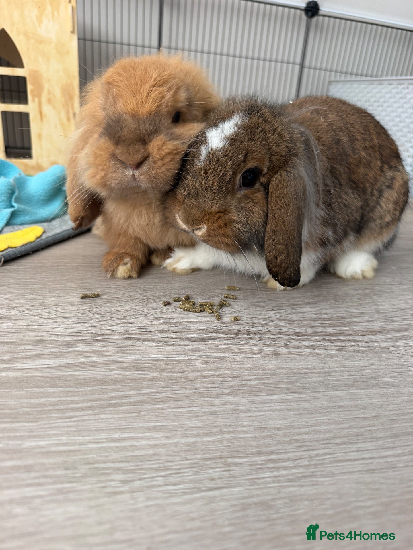 Mini Lion Lop rabbits 2 x Female Mini Lion Lop’s - Advert 1