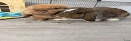 Mini Lion Lop rabbits for sale: 2 x Female Mini Lion Lop’s in Barry - Advert 1