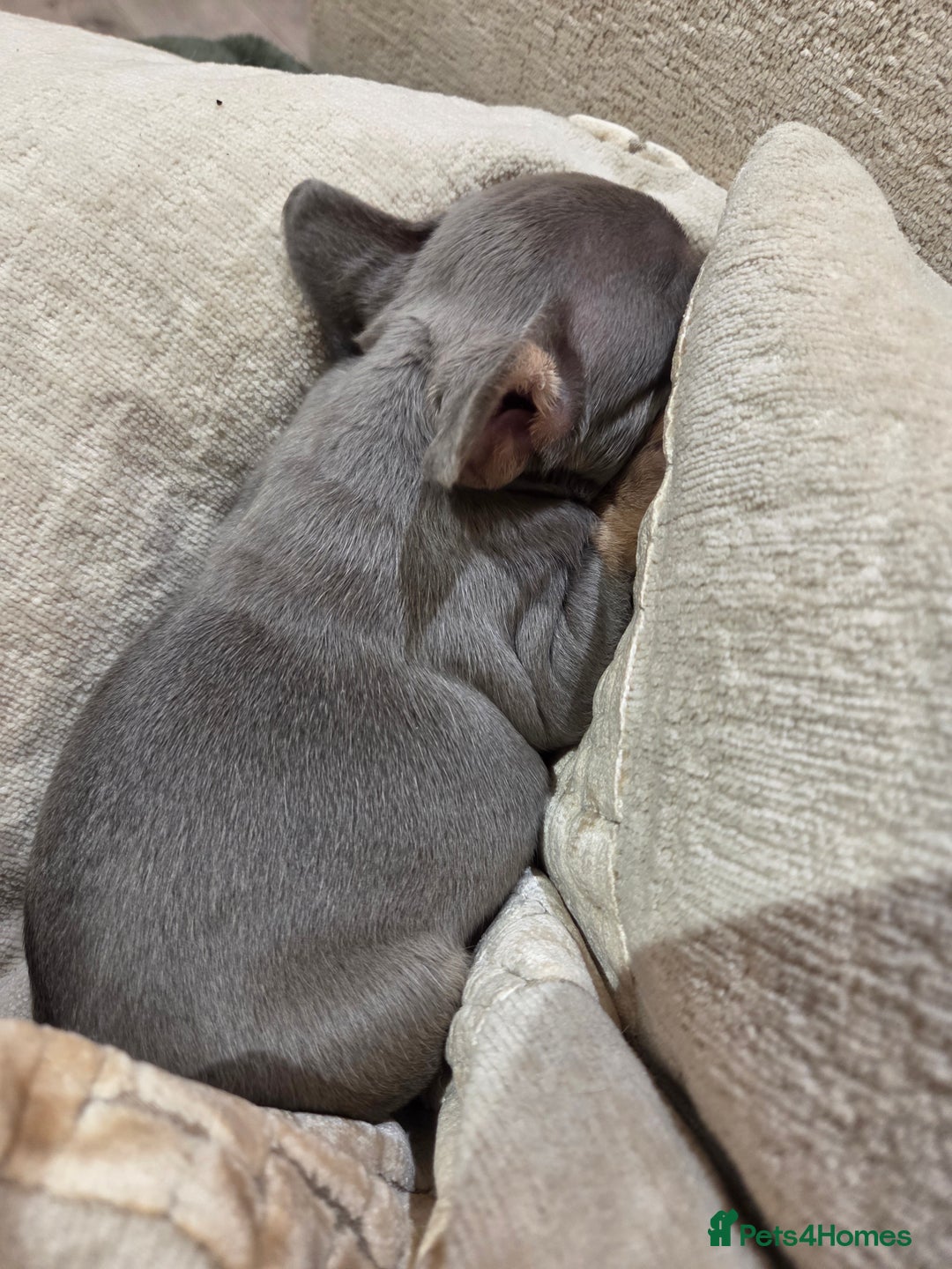 French Bulldog dogs for sale: Isabella & lilac & tan chunky frenchies - Advert 21