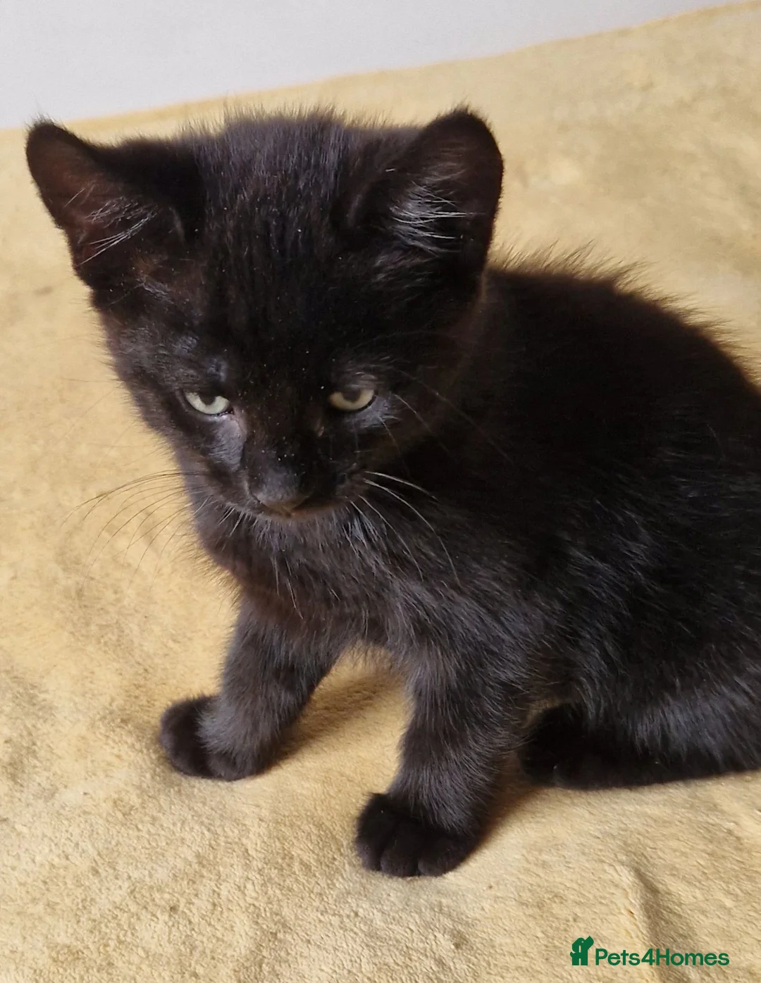 Mixed Breed cats for sale: Kittens for sale looking for loving homes - Advert 8