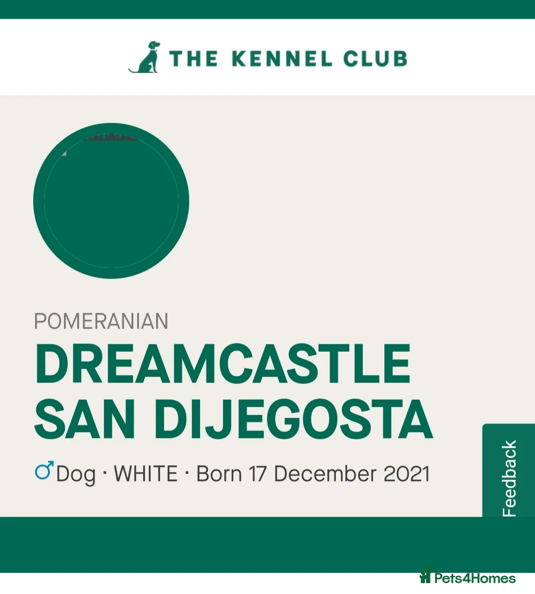 Pomeranian dogs for stud: White russian line kc reg pom  in Bedford - Advert 6