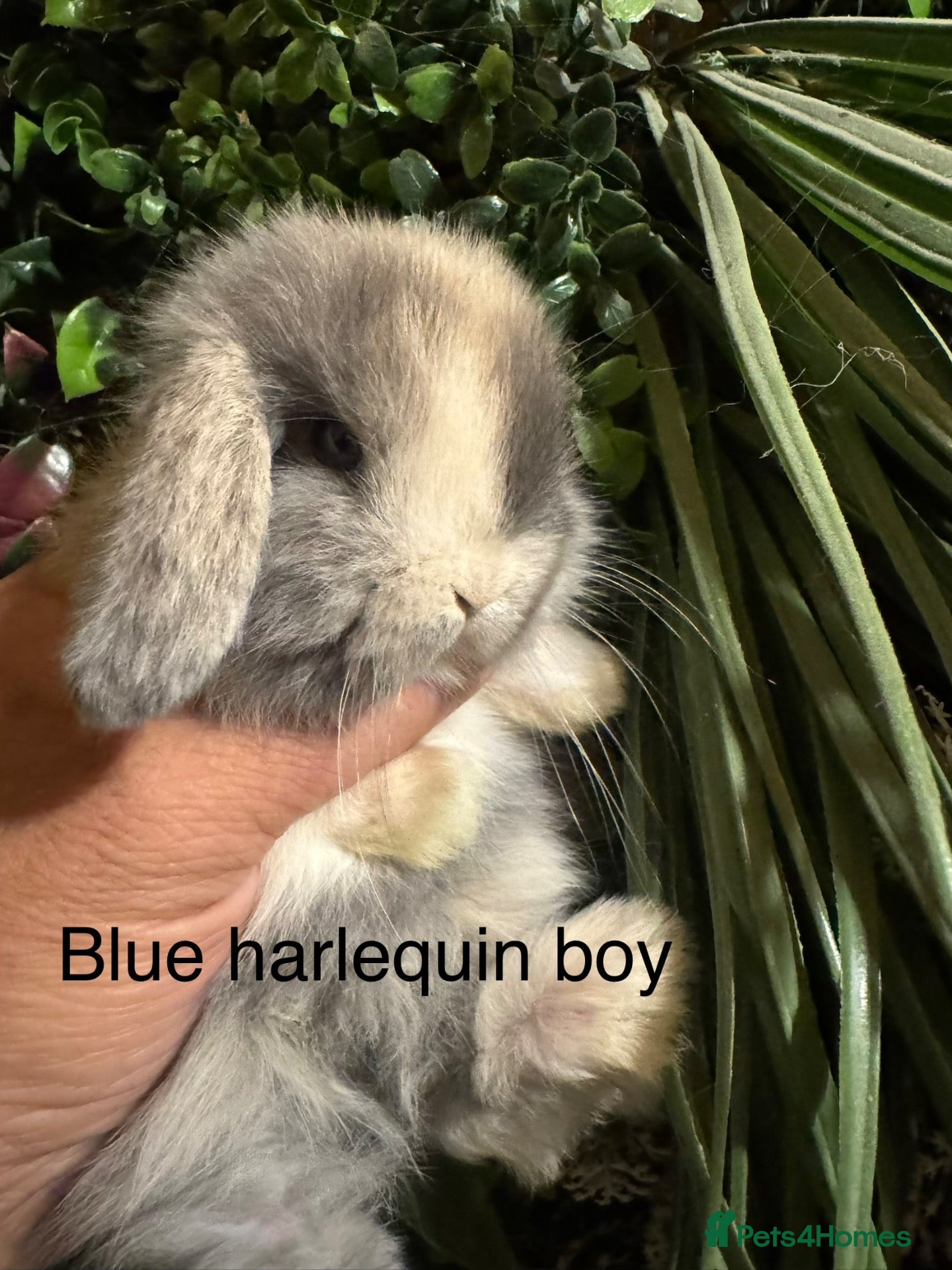 Mini Lop rabbits Superb pure bred mini lops available  - Advert 2