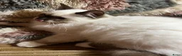 Ragdoll cats for sale: Tica purebred ragdoll kittens  - Advert 5